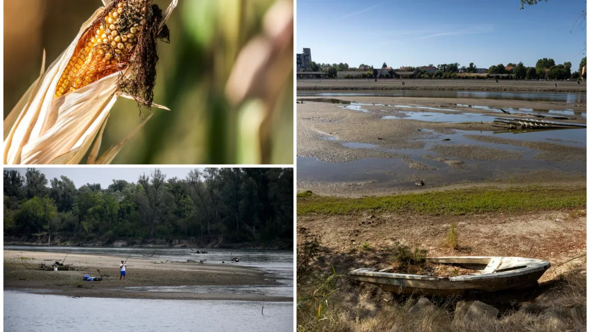46 milijuna eura samo u jednoj županiji: Slavonija u banani — suša jede kukuruz, država mora navodnjavati