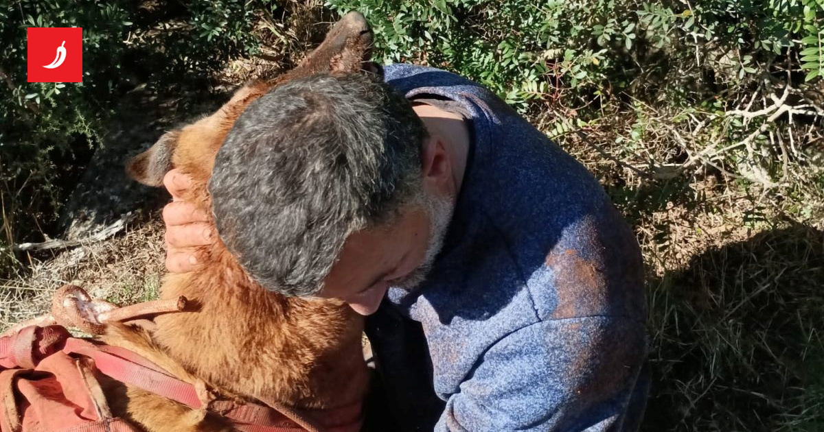 HGSS HEROJI: SPASILI DOMOLJUBA I PSA OD SIGURNE SMRTI!