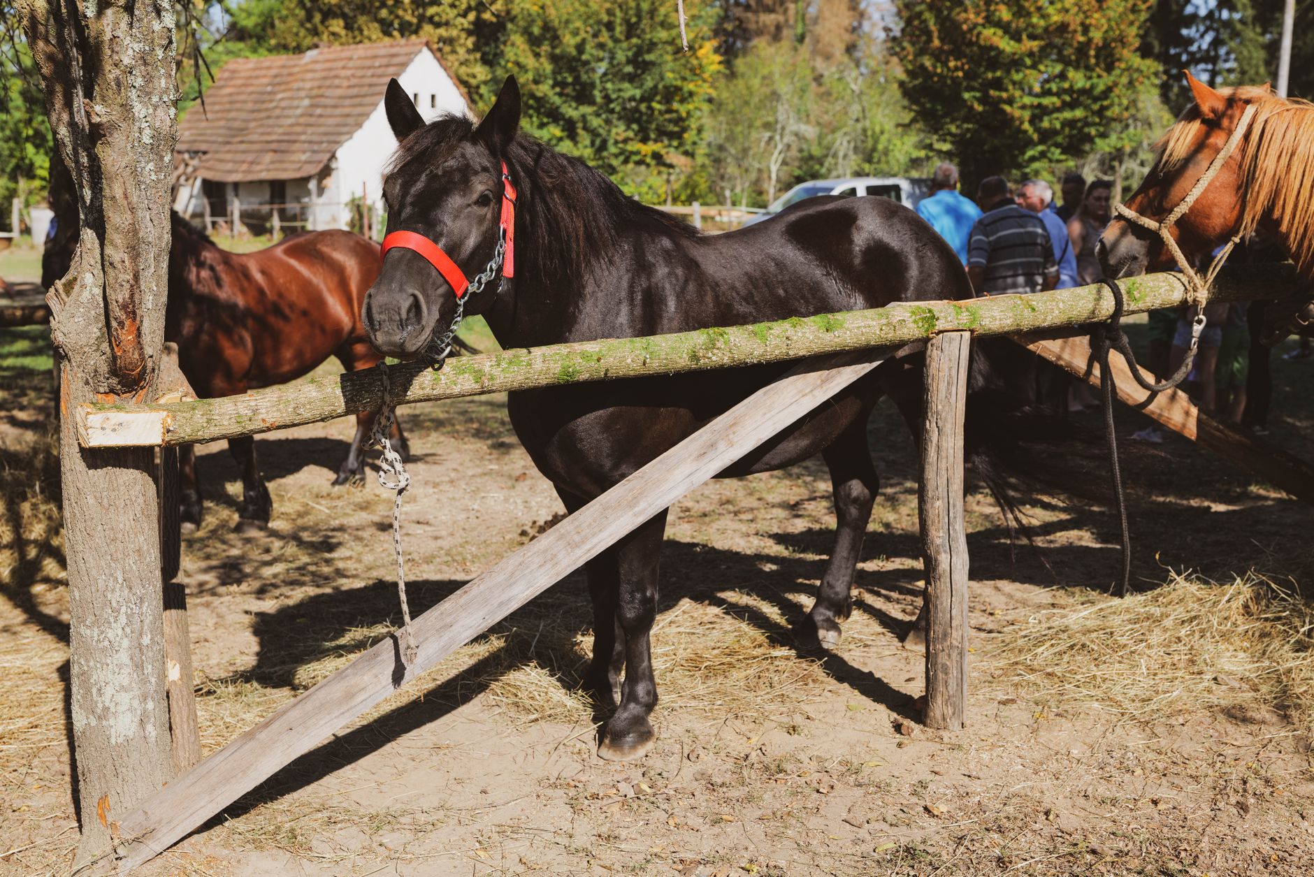 Konji pali u Sinju tijekom pozivanja uzvanika za Alku, udruga traži zabranu kočija
